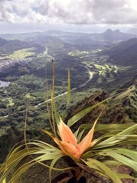Hiking Kalihi Valley to Kalihi Saddle (Powerlines) — kenjiSAITO