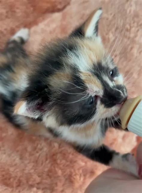 Against All Odds, the Touching Tale of a Rescuer's Fight to Save ...