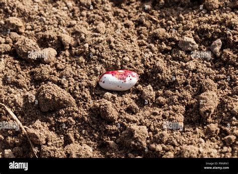 bean  res stock photography  images alamy