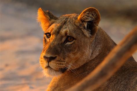 embrace  lioness   stuff called  learn