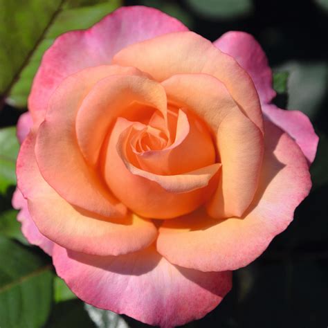 Bush Rose 'Magic Harlequin' 5L