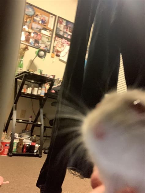 playtime :) : r/hamsters