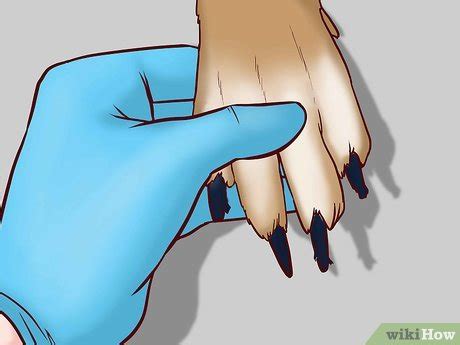 3 Ways to Prevent Ringworm in Dogs - wikiHow Pet