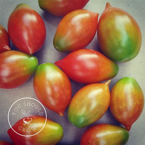 Heirlooms, Hybrids, and GMOs: What they are and why you should care