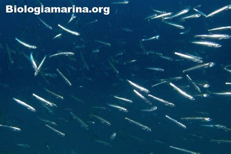 Acciuga - Biologia marina del Mediterraneo