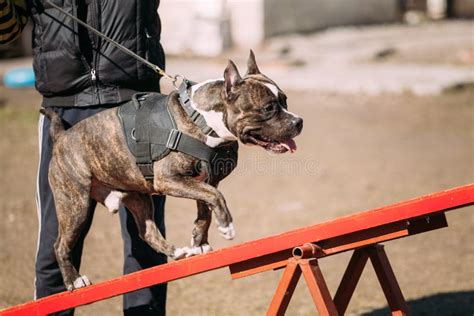 Dog American Staffordshire Terrier on Training Outdoor Stock Photo ...