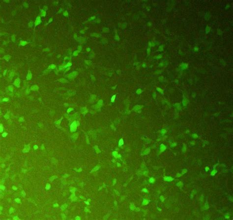 transfected cho  cells   gfp expressing plasmid