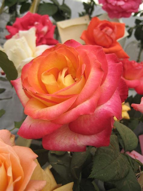 rose "alinka" | Rose, Flowers, Garden
