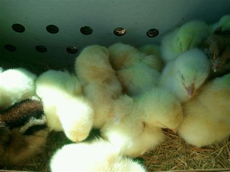 Longview Hill Farm: Baby Chicks Arrive!