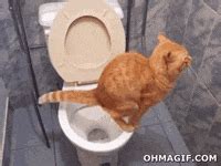 Cat Pee GIFs - Find & Share on GIPHY
