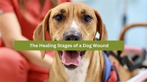 5 Proven Ways To Heal Your Dog's Wound In No Time