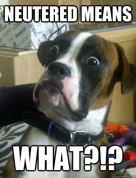 neutered means What?!? - Baffled boxer - quickmeme