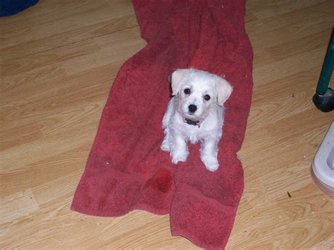 Is This the World's Most Beautiful Dog? Meet the White Poodle and Prepare to be Amazed!