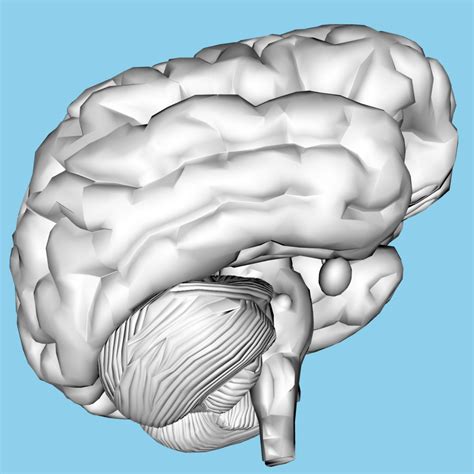Human Brain Free Stock Photo - Public Domain Pictures