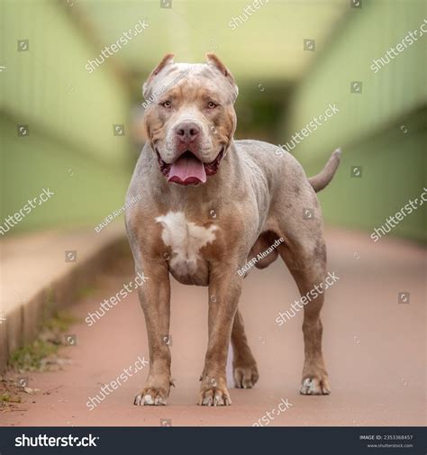 Ashley Warner Xl Bully