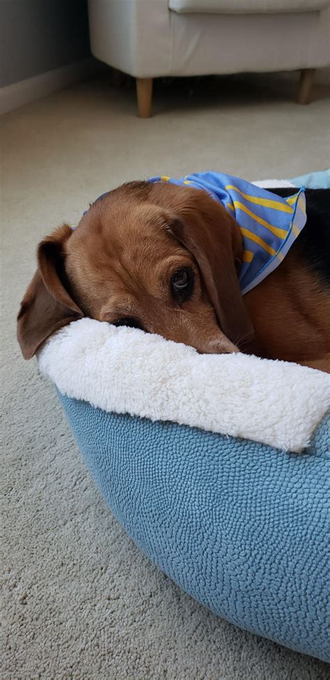 Shy little pup. : r/aww