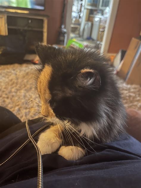 My Gigi kitty! She’s 16 and pretty much glued to my lap but I don’t