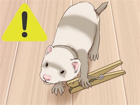 can ferret not eating step by step 6
