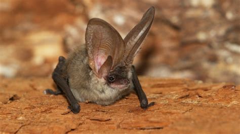 Grey long-eared bat | The Wildlife Trusts