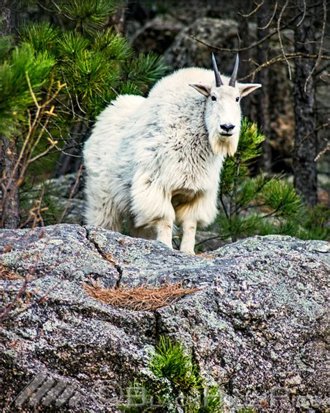 Black Hills Pics | Wildlife - natural portraits