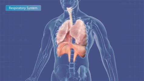 Animation of the human respiratory system. - Stock Video Footage - Dissolve