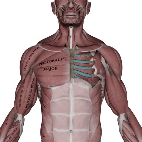 Pectoralis Muscle Anatomy