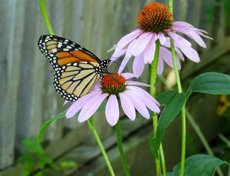 It's All About Purple: The Monarch Butterflies