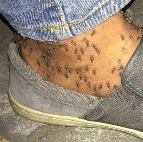 Itch : r/WTF