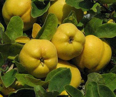 holland alma kft faiskola