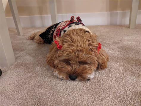 All Christmased out : r/CavaPoo