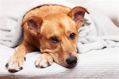 how to treat gastritis in dogs