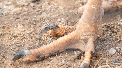 Velociraptors probably didn't use their 'wicked' claws for slashing ...