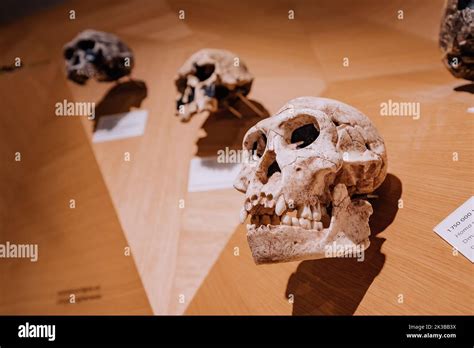 22 July 2022, Dusseldorf, Germany: Reconstruction of the skull from ...