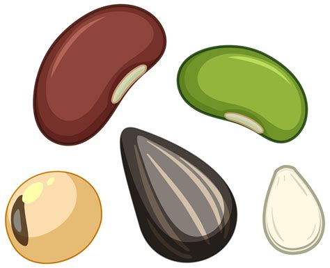 Seed Vector Art, Icons, and Graphics for Free Download