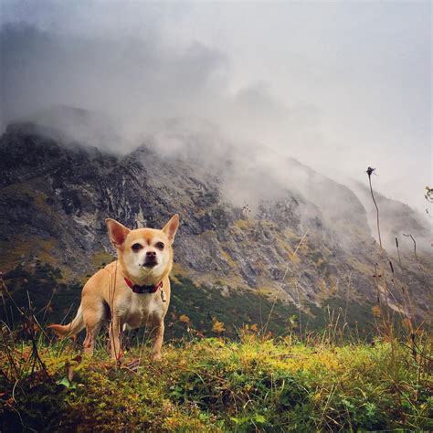 Rare sighting of an epic mountain chihuahua : r/Chihuahua