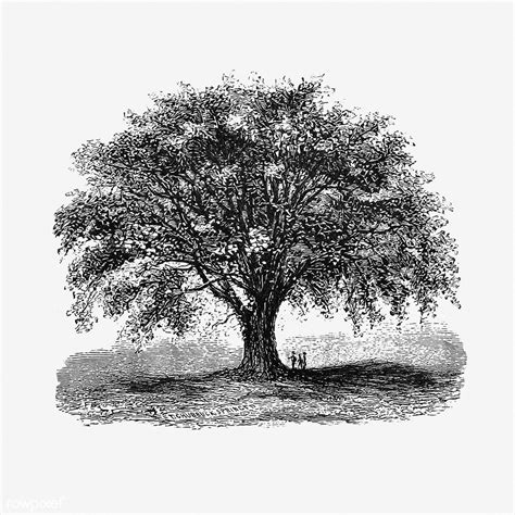 vintage tree illustration    cc attributi flickr