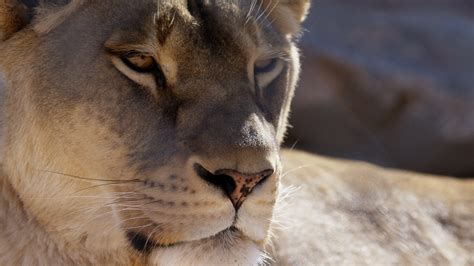 Lioness Side Profile