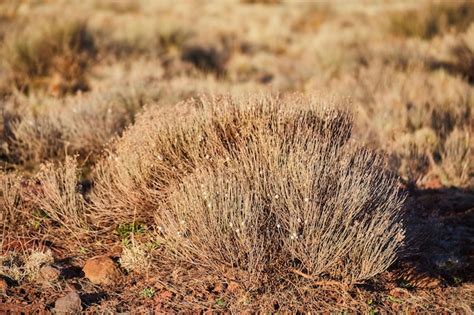 Premium Photo | Detail of desert shrubs