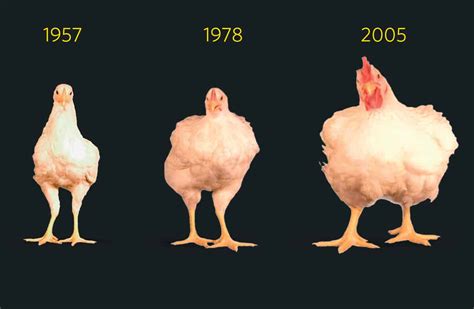 chicken breast size chart follow  healthycaloriesworld