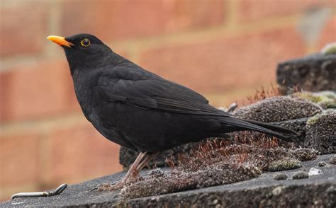 blackbird pixabay