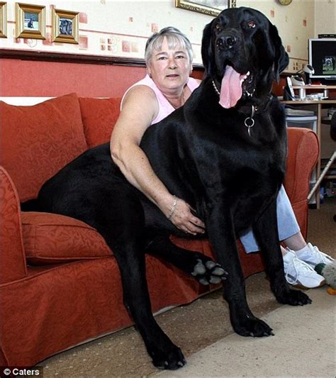 Dogzilas: The Biggest Dogs on Earth