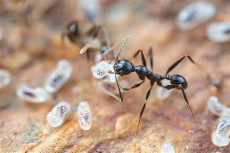 understanding ant colony structure  hierarchy ecoguard