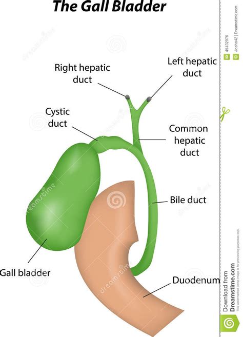 Gallbladder Anatomy Picture