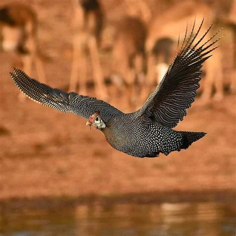 serurubele seane kgaka ntsho  fofa   bona mebala facebook