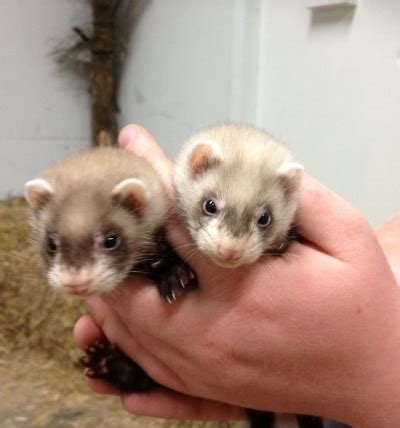 Ferret | Animals | All Things Wild