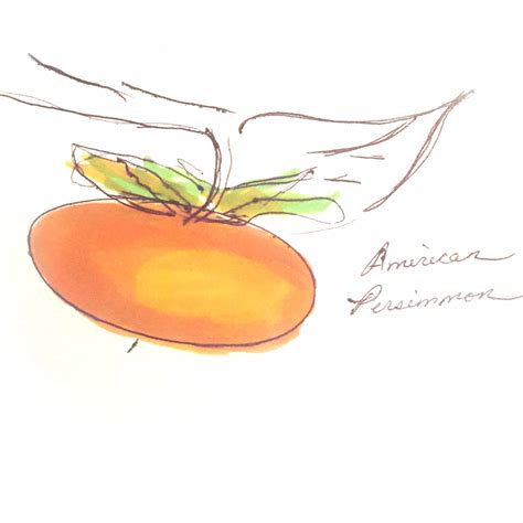 American Persimmon Tree For Sale Online - Mehrabyan Nursery