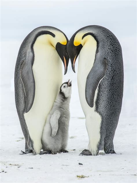 Emperor Penguins Have Disappeared In Huge Numbers From A Previously