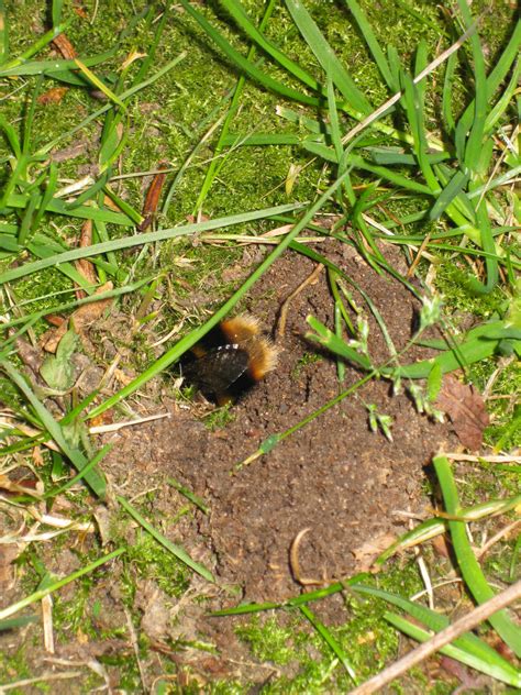 File:Bumble bee nest hole.JPG