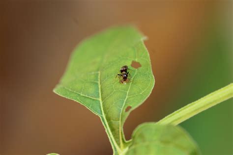 When pests bite, a nightshade plant bleeds ant food | Ars Technica