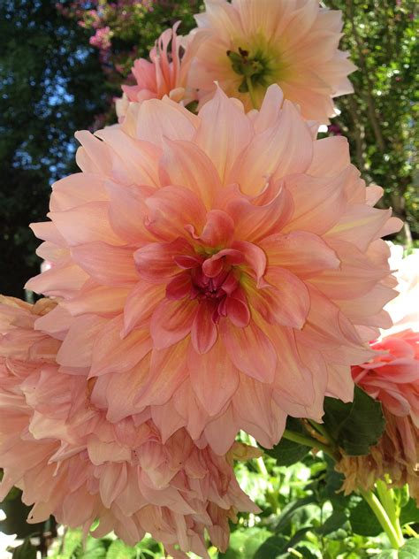 Peyton Coffey: Dinner Plate Flowers Leaves - Salem Biscayne dinner